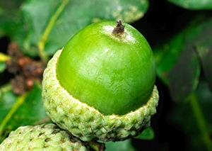 Images Dated 19th October 2004: Single Acorn of Oak Tree Berkshire, UK