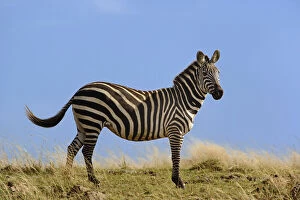 Burchelli Gallery: Single Burchell's Zebra and blue sky, Masai