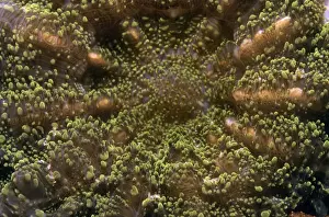 Single Hard Coral - Indo Pacific