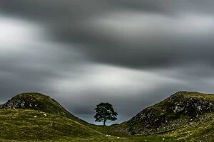 Images Dated 9th August 2015: Single Tree alongside Hadrian's Wall