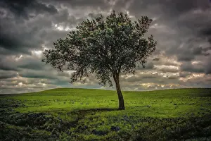 Michael Prints: Single tree in the luscious green Flint Hills of Kansas Date: 29-01-2014