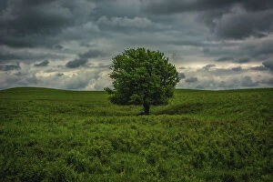 Images Dated 21st August 2021: Single tree in the lush brush in the Flint Hills of Kansas Date: 29-01-2014
