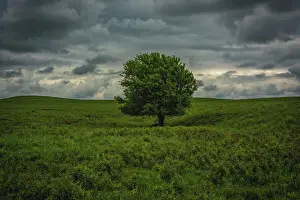 Brush Prints: Single tree in the lush brush in the Flint Hills of Kansas Date: 29-01-2014