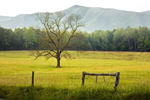 Images Dated 8th August 2011: Single tree at sunrise, Cades Cove, Great