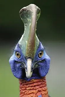 Single Wattled Cassowary - portrait, Lower Saxony, Germany