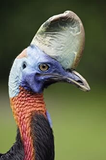 Images Dated 12th July 2007: Single Wattled Cassowary - portrait, Lower Saxony, Germany