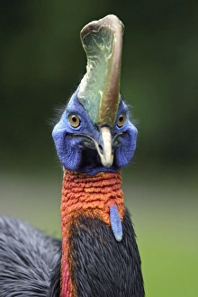 Single Wattled Cassowary - portrait