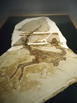 Museums Prints: Sinosauropteryx Dinosaur Skeleton