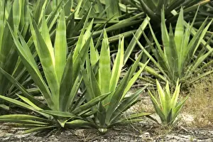 Sisal. Cosmoledo Lagoon. Seychelles - Indian Ocean