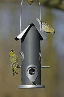 Siskin - 2 birds at feeder in garden