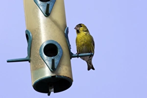 Images Dated 3rd March 2005: Siskin - feeding on birdfeeder. Alsace - France