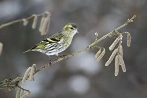 Images Dated 31st January 2010: Siskin - female perched on branch