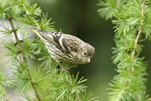 Images Dated 19th July 2004: Siskin Female on spruce West Wales, UK