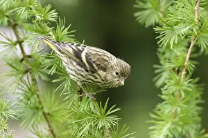 Siskin Prints: Siskin Female on spruce West Wales, UK