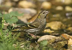 Siskin - female at water stream