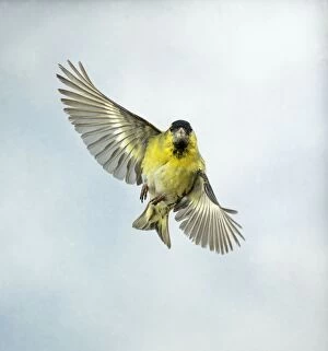 Images Dated 19th August 2004: Siskin Male in flight turning, head on UK