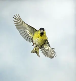 Siskin Male in flight turning, head on UK
