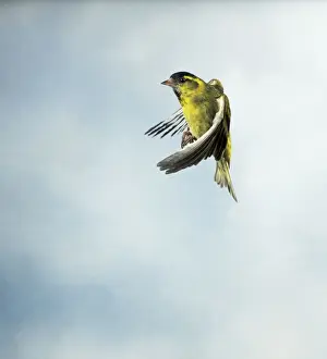 Siskin Prints: Siskin Male in flight side view wings forward UK