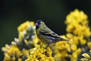 Images Dated 20th May 2006: Siskin-male on top of gorse bush, Northumberland UK