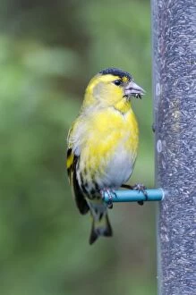Images Dated 8th May 2005: Siskin - male on niger seed feeder