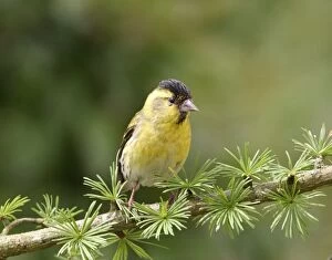 Images Dated 19th July 2004: Siskin Male on spruce West Wales, UK