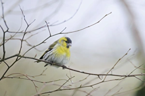 Images Dated 14th February 2008: Siskin - perched on branch