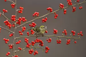 Siskin. Scotland