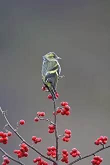 Siskin. Scotland