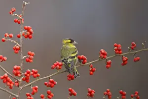 UK Wildlife Prints: Siskin. Scotland