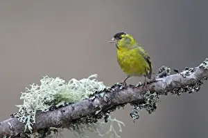 Siskin. Scotland