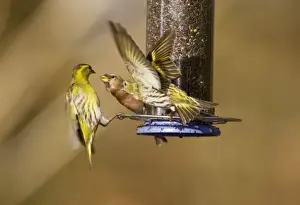 Siskins and Redpoll (Carduelis flammea) at feeder - showing aggression - Hampshire - UK
