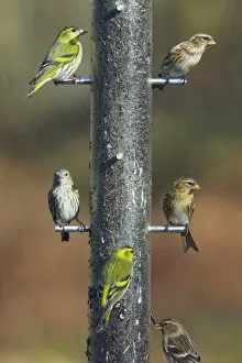Finch Collection: Siskins and Redpolls (Carduelis flammea) at Niger bird seed feeder - New Forest - Hampshire - UK