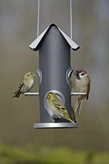 Siskins and Tree Sparrow (Passer montanus) - at feeder in garden