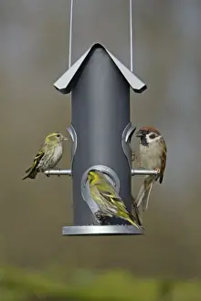 Siskin Prints: Siskins and Tree Sparrow (Passer montanus) - at feeder in garden, Lower Saxony, Germany