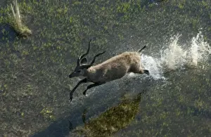 Crossing Prints: Sitatunga - Aerial view of Sitatunga running Okavango delta, Botswana, Africa