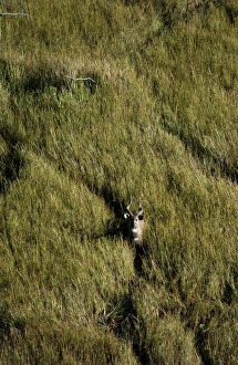 Sitatunga - Aerial view of Sitatunga standing looking up Sitatunga - Aerial view of Sitatunga standing looking up