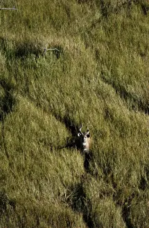 Sitatunga - Aerial view of Sitatunga standing looking up Okavango Delta Botswana Africa