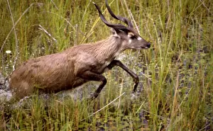 Sitatunga CRH 921 Male running through marshes Okavango Delta, Botswana Tragelaphus spekei © Chris Harvey / ardea. com