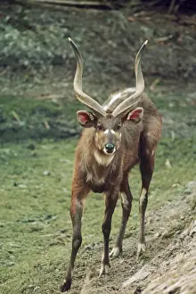 Sitatunga - male Gambia, West Africa