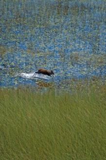 Images Dated 12th July 2005: Sitatunga - A male sitatunga runs through a marsh. Its long splayed hooves are adapted for running