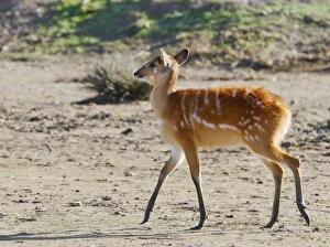 Images Dated 1st December 2006: Sitatunga / Marshbuck - female