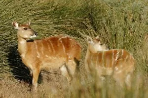 Images Dated 1st December 2006: Sitatunga / Marshbuck - female and fawn - in swamp