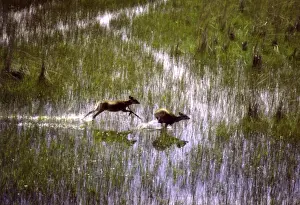Sitatungas CRH 912 Running through wetland marshes Okavango, Botswana Tragelaphus spekei © Chris Harvey / ardea. com