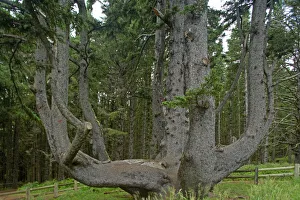 Images Dated 9th August 2006: Sitka Spruce / Octopus Tree. Cape Mears, Oregon Coast, USA LA001005