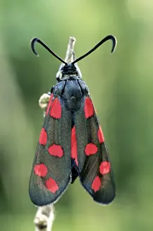 Six Spot Prints: Six-spot Burnet - Belgium