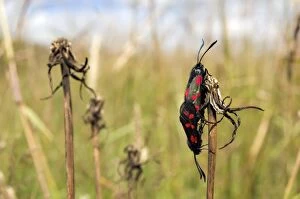Images Dated 11th July 2010: Six-spot Burnet - mating pair - grass field - July