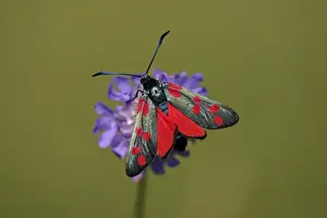 Drinking Nectar Prints: Six-spot Burnet Moth- feeding on flower, Hessen, Germany