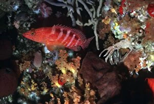 Images Dated 18th January 2006: Sixspot Rockcod - for a predator to be so brightly coloured seems unusual but the colour red