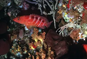 Grouper Prints: Sixspot Rockcod - for a predator to be so brightly coloured seems unusual but the colour red becomes black at 10 meters