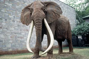 Images Dated 9th February 2011: Full size cast of Ahmed the renowned famous African elephant King of Marsabit who received